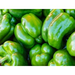 California Wonder Bell Pepper Heirloom Garden Plant - 100% Non-GMO - The Seed Guy