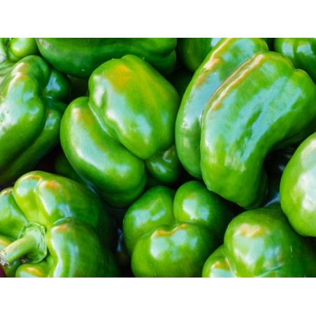 Pepper Seeds - California Wonder Bell