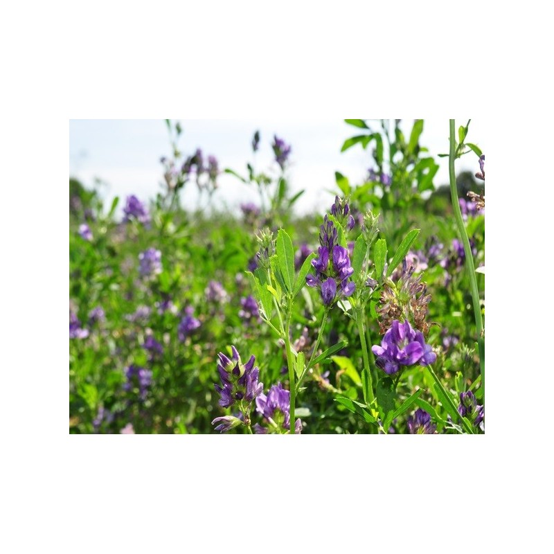 Alfalfa Seeds