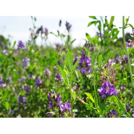 Alfalfa Heirloom Seeds - 100% Non-GMO & Open-Pollinated - The Seed Guy