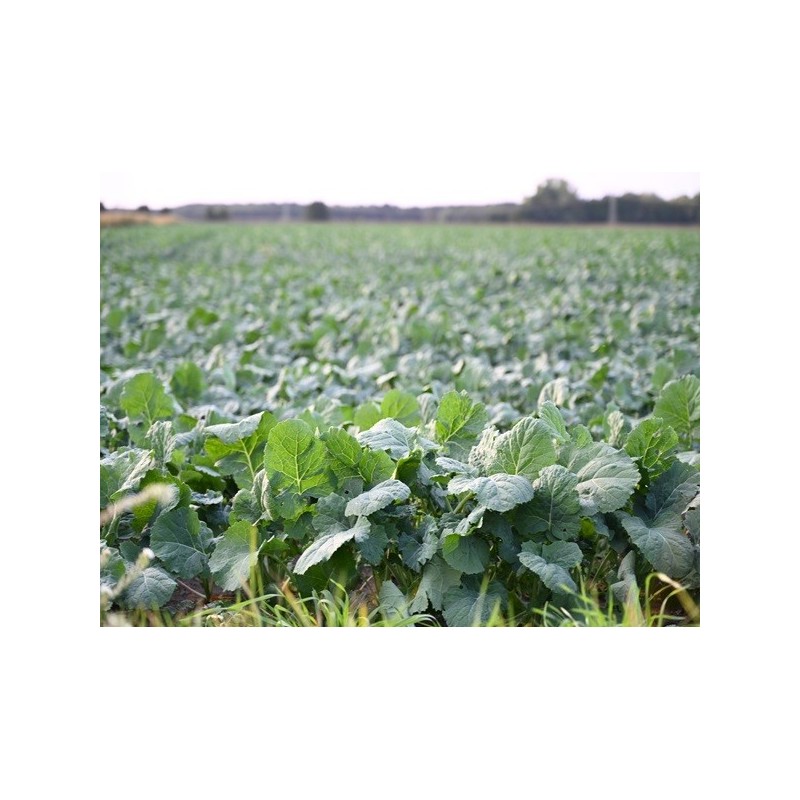 Rutabaga Seeds, American Purple Top