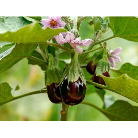 Black Beauty Eggplant Heirloom Seeds - 100% Non-GMO & Open-Pollinated - The Seed Guy