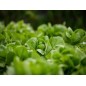 Lettuce Seeds - Black Seeded Simpson Lettuce Seeds - Black Seeded Simpson