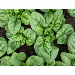 Bloomsdale Spinach Heirloom Seeds - 100% Non-GMO & Open-Pollinated - The Seed Guy