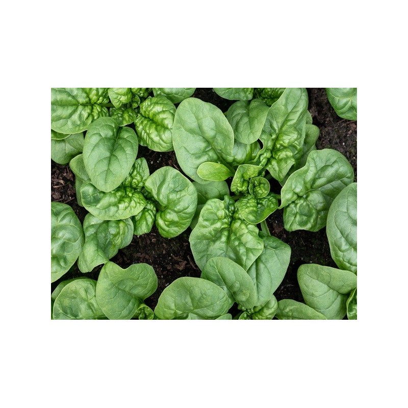Spinach Seeds - Bloomsdale Spinach Seeds - Bloomsdale