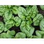 Spinach Seeds - Bloomsdale Spinach Seeds - Bloomsdale