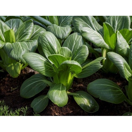Pak Choi Cabbage Heirloom Seeds - 100% Non-GMO & Open-Pollinated - The Seed Guy