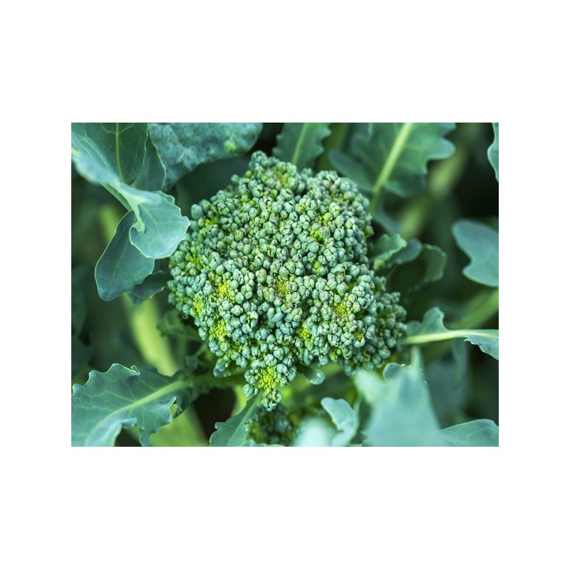 Broccoli Seeds - Calabrese