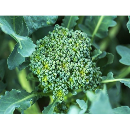 Calabrese Broccoli Heirloom Seeds - 100% Non-GMO & Open-Pollinated - The Seed Guy