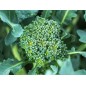 Broccoli Seeds - Calabrese