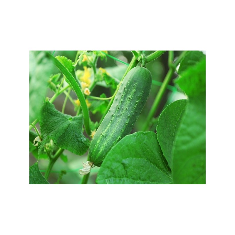 Cucumber Seeds - Ashley