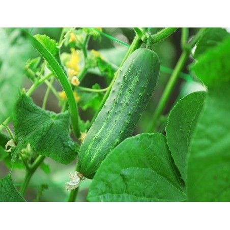 Ashley Cucumber Heirloom Seeds - 100% Non-GMO & Open-Pollinated - The Seed Guy