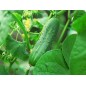Cucumber Seeds - Ashley