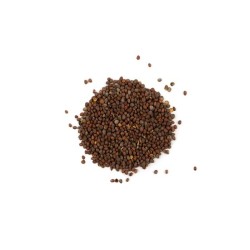 Broccoli Seeds - Calabrese