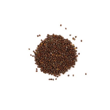 Broccoli Seeds - Calabrese