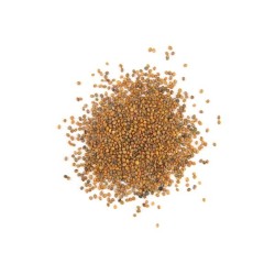 Arugula Seeds - Garden Roquette