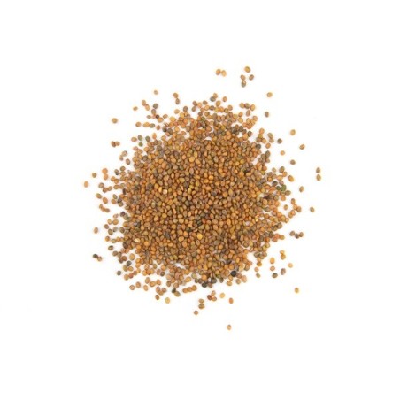 Arugula Seeds - Garden Roquette