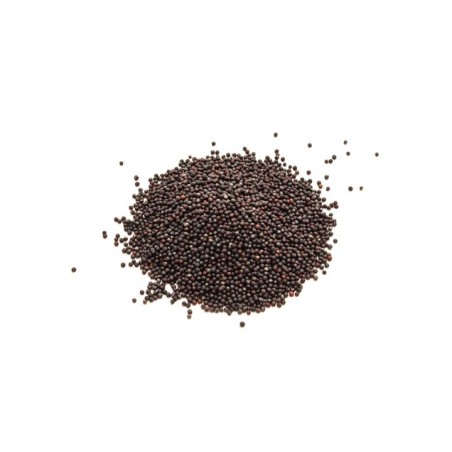 Cabbage Seeds - Pak Choi