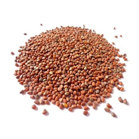 Radish Seeds - Cherry Belle