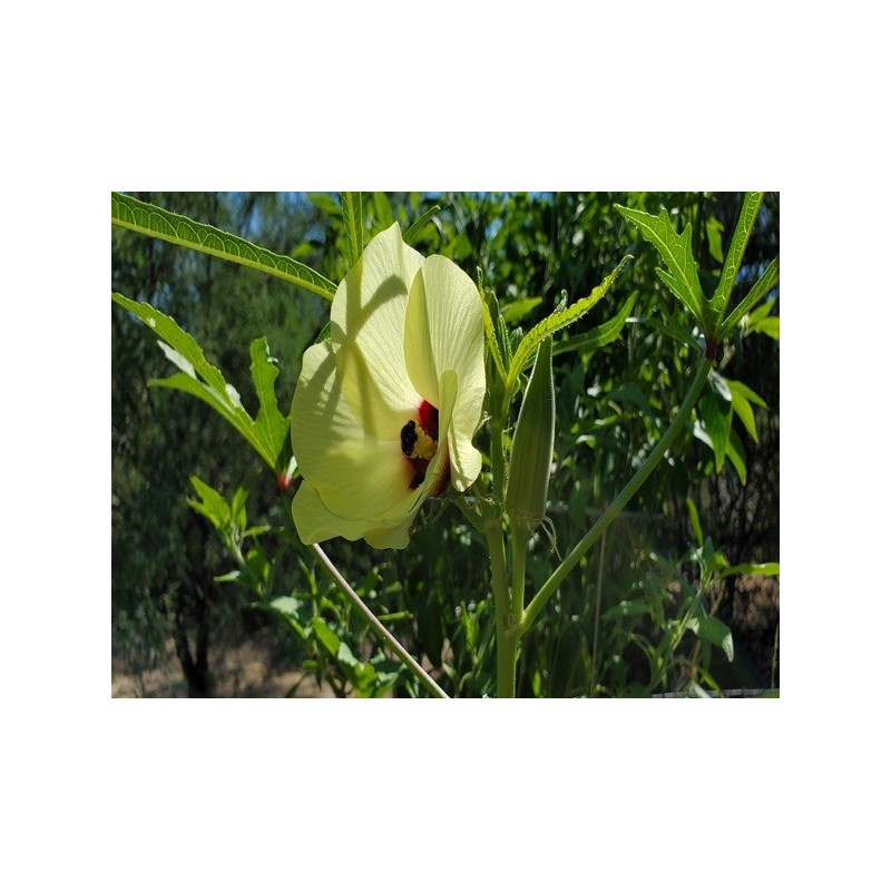 Okra Seeds - Clemson Spineless Okra Seeds - Clemson Spineless
