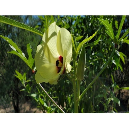 Clemson Spineless Okra Heirloom Seeds - 100% Non-GMO & Open-Pollinated - The Seed Guy