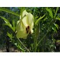 Okra Seeds - Clemson Spineless Okra Seeds - Clemson Spineless