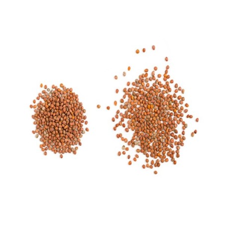 Radish Seeds - Crimson Giant