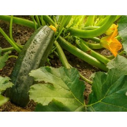 Dark Green Zucchini Squash Heirloom Seeds - 100% Non-GMO & Open-Pollinated - The Seed Guy