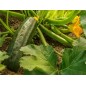 Squash Seeds - Dark Green Zucchini Squash Seeds - Dark Green Zucchini
