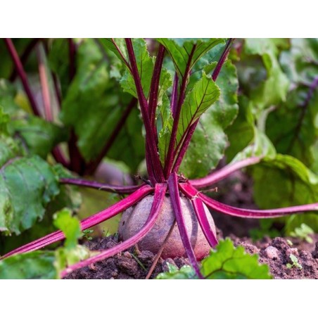 Detroit Dark Red Beet Heirloom Seeds - 100% Non-GMO & Open-Pollinated - The Seed Guy