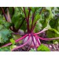 Beet Seeds - Detroit Dark Red