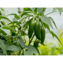 Early Jalapeno Pepper Heirloom Seeds - 100% Non-GMO & Open-Pollinated - The Seed Guy