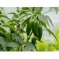 Pepper Seeds - Early Jalapeno
