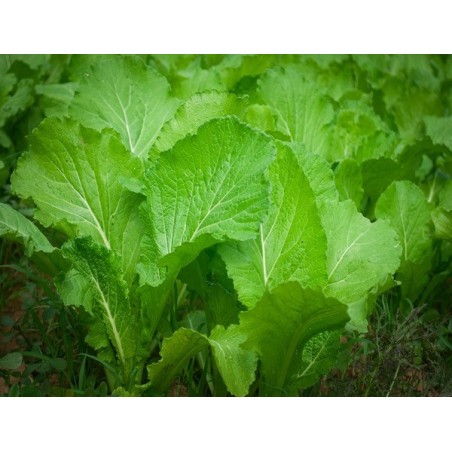 Florida Broadleaf Mustard Heirloom Seeds - 100% Non-GMO & Open-Pollinated - The Seed Guy