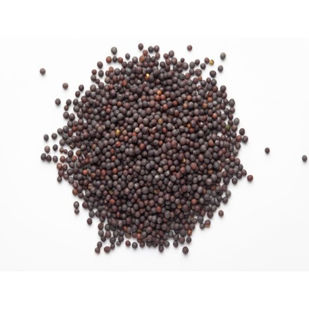 Mustard Seeds - Florida Broadleaf