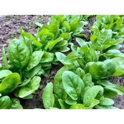 Giant Noble Spinach Heirloom Seeds - 100% Non-GMO & Open-Pollinated - The Seed Guy