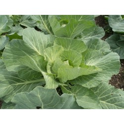 Golden Acre Cabbage Heirloom Seeds - 100% Non-GMO & Open-Pollinated - The Seed Guy