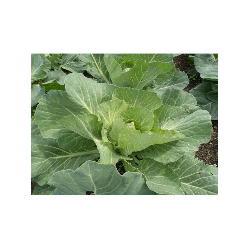 Cabbage Seeds - Golden Acre Cabbage Seeds - Golden Acre