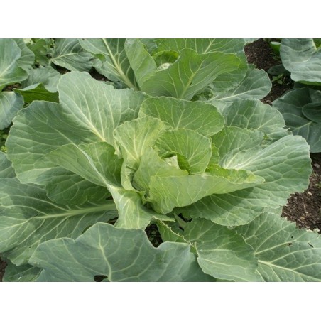 Golden Acre Cabbage Heirloom Seeds - 100% Non-GMO & Open-Pollinated - The Seed Guy