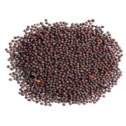 Cabbage Seeds - Golden Acre