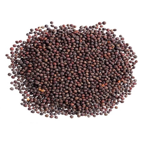 Cabbage Seeds - Golden Acre