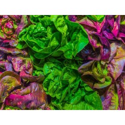 Gourmet Blend Lettuce Heirloom Seeds - 100% Non-GMO & Open-Pollinated - The Seed Guy