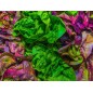 Lettuce Seeds - Gourmet Blend
