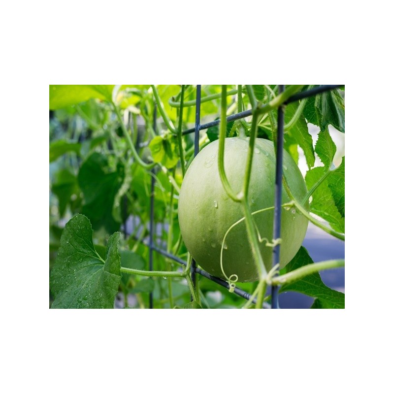 Melon Seeds - Honeydew