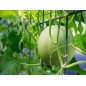 Melon Seeds - Honeydew