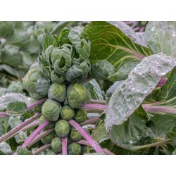 Long Island Brussels Sprouts Heirloom Seeds - 100% Non-GMO & Open-Pollinated - The Seed Guy
