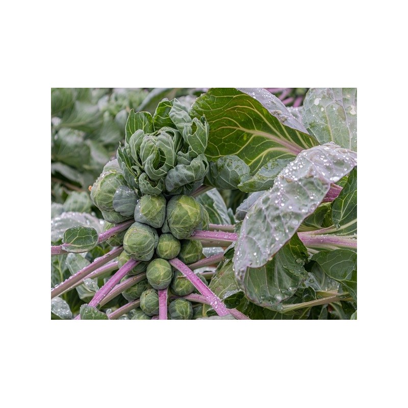 Brussels Sprouts Seeds - Long Island Brussels Sprouts Seeds - Long Island