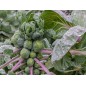 Brussels Sprouts Seeds - Long Island Brussels Sprouts Seeds - Long Island