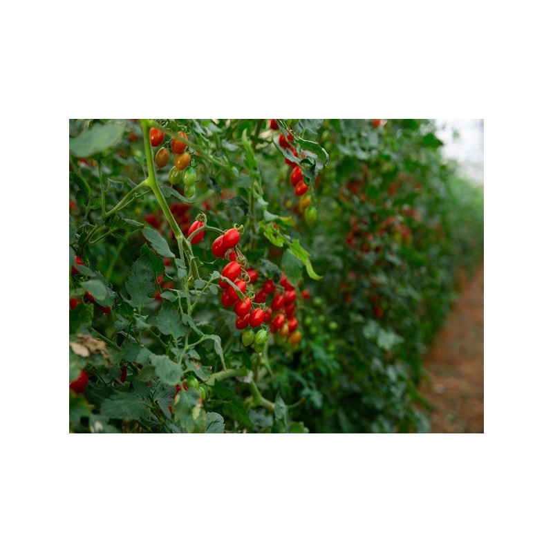 Tomato Seeds - Large Red Cherry Tomato Seeds - Large Red Cherry
