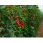 Tomato Seeds - Large Red Cherry Tomato Seeds - Large Red Cherry